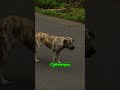 Сортировка мусора на Бали: органика и пластик ТГК: vituss_fon
