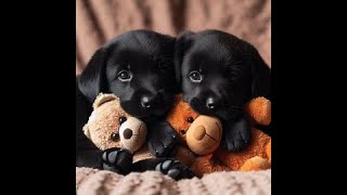 Cute Labradors #10 by Suenna 1,005 views 7 months ago 9 minutes, 4 seconds