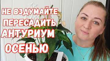 Сделайте ТАК с АНТУРИУМОМ ОСЕНЬЮ, если ХОТИТЕ ШИКАРНЫЙ КУСТ, Даже дохлый Антуриум Оживет и Зацветет!