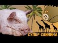 Огромный поросенок 167 кг. Супер свинина