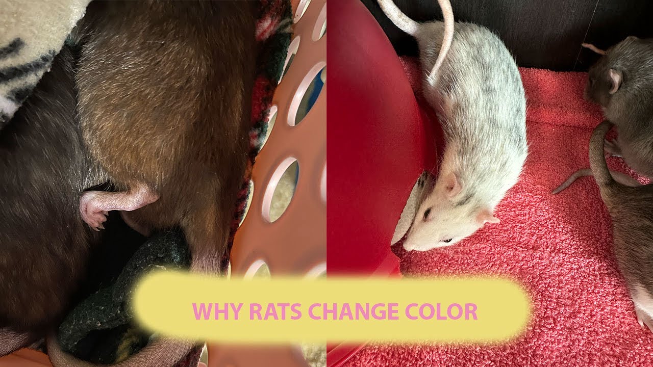 Why Rats Change Color - YouTube