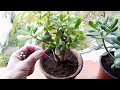 This trick helps your Plant to grow fast