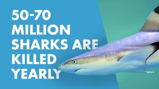 SeaWorlds Mako Rollercoaster is More Than Just a Thrill Ride @SeaWorld