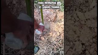 Cara memupuk Rock Phosphate pada lubang tanam sawit | How to fertilize the palm roots#shorts Cara memupuk Rock Phosphate pada lubang tanam sawit | How to fertilize the palm roots#shorts