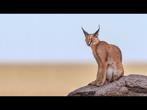 Степная рысь - Каракал! Хищное и экзотическое животное!