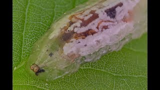 Hover fly larva under microscope