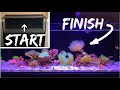 How To Setup A Saltwater Aquarium: Step By Step