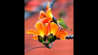 Ponnin Kinavukal  Dhoore Dhoore Oru Koodu Koottam 1986