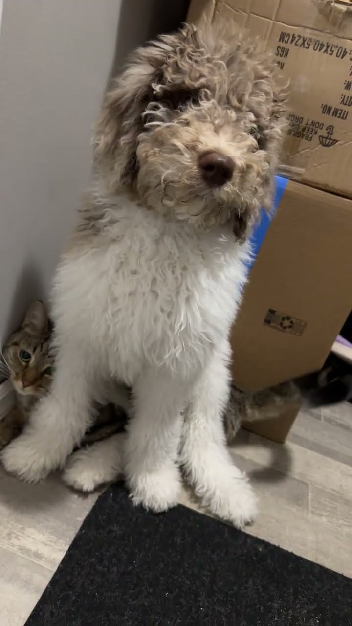 Doodle Makes Cat Into His Chair || ViralHog