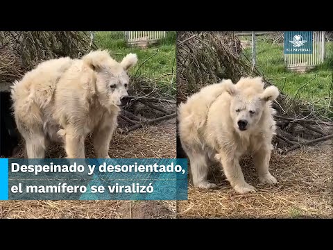 Vídeo: Es pot despertar un ós de la hibernació?