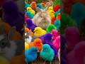 Tangkap Ayam Lucu, ayam warna warni, ayam rainbow, kelinci lucu, bebek lucu, ikan koi, Hewan Lucu