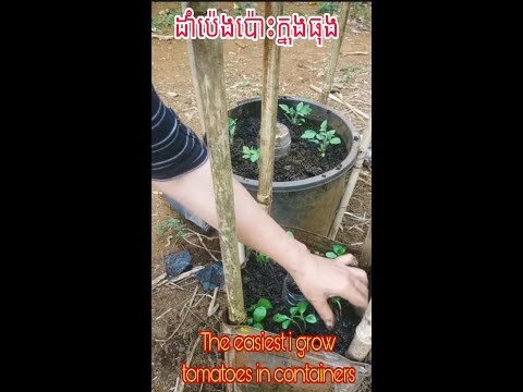 វិធីងាយស្រួលបំផុតដែលខ្ញុំដាំប៉េងប៉ោះក្នុងធុងThe easiest way I grow tomatoes in containers