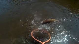Smallmouth lower raritan
