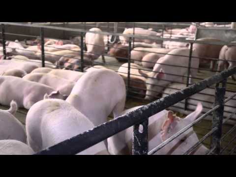 Video: Ar kiaulės valgo kiaulieną?