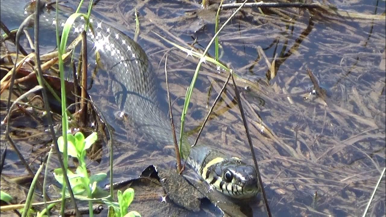 Рашен снейк. Уж охотится. Водяной уж в Волгодонске.