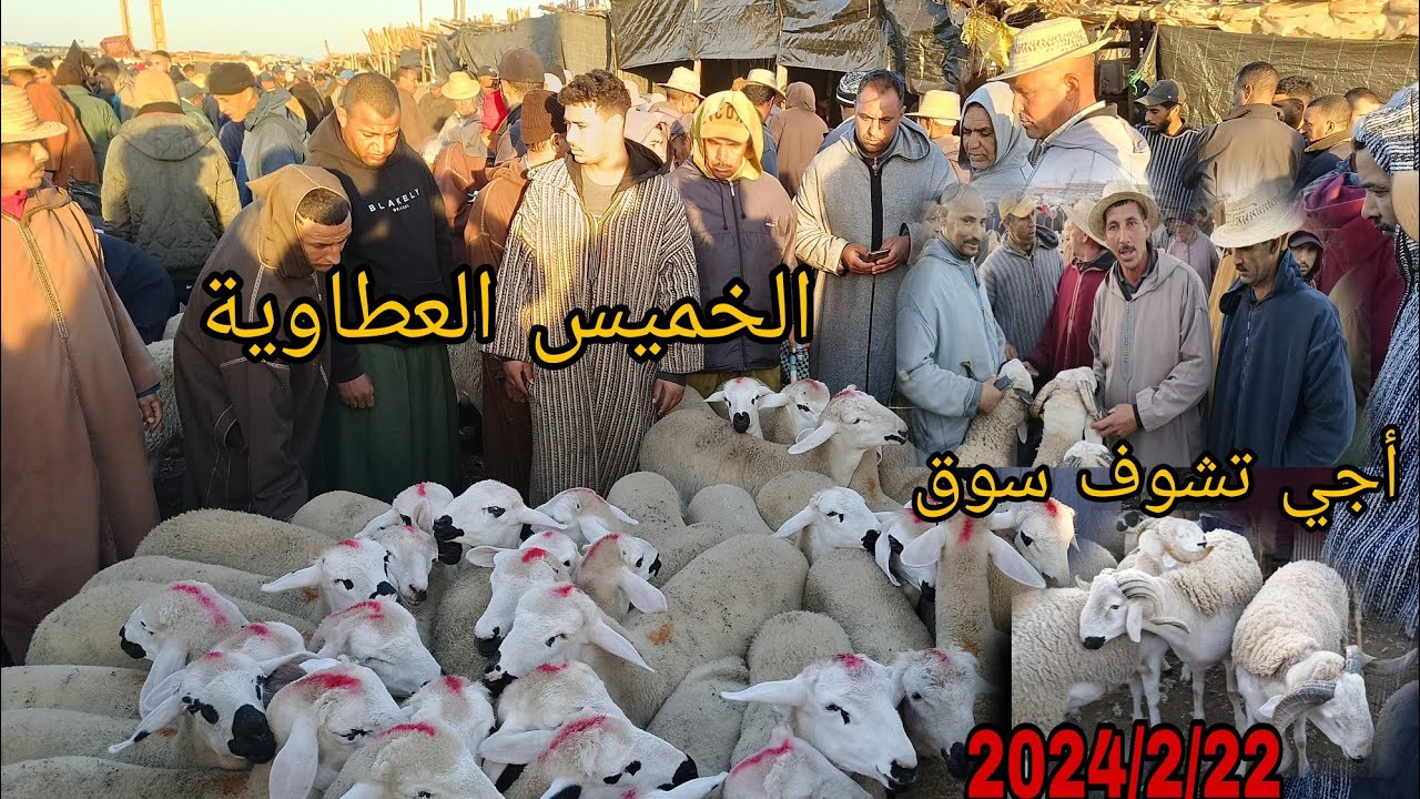 أجي تشوف سوق الخميس العطاوية باقليم قلعة بتاريخ 2024/2/22 مع أتمنة خروف وخروفة ونعجة والله يرحمنا