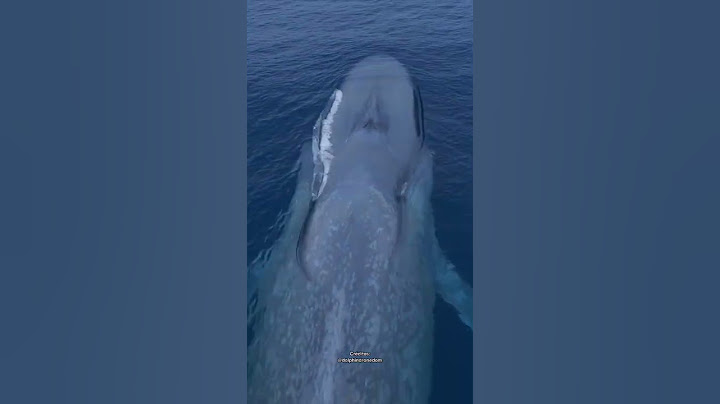🐋 BALLENA AZUL