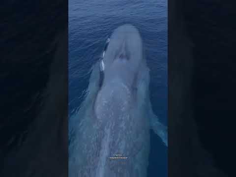 🐋 BALLENA AZUL
