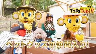 阪神タイガース『ToraTube!! トラチューブ!!』ペット編