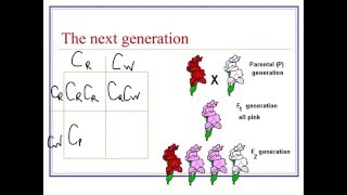 Complex Inheritance