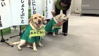 元警察犬「きな子」の娘が教育隊に