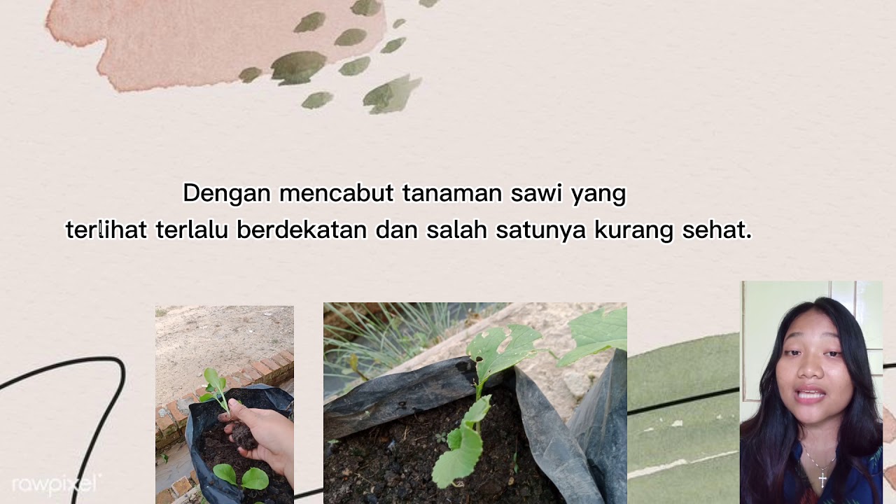Tutorial cara menanam sawi dengan mudah_Dasar-dasar agronomi