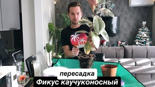 видео: Пересадка. Фикус каучуконосный Белиз картинка: Пересадка. Фикус каучуконосный Белиз