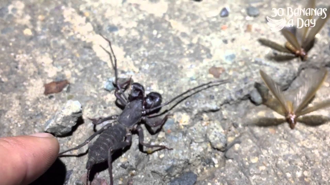 Ing Epic Spider Scorpion Hybrid In Thailand You Ing Epic Spider Scorpion Hybrid In Thailand