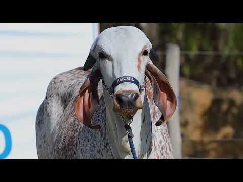 Lote 02 - ABGL 140