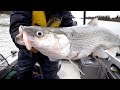 Arctic Tarpon Fishing Road Trip (ft. Joe Cooper, from the University of Time on the Water)
