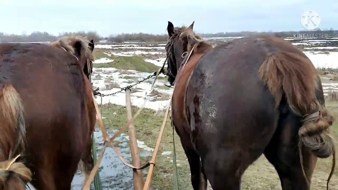 Запрягли лошадь первый раз (Рикки)!!! Завязать лошади хвост и ...