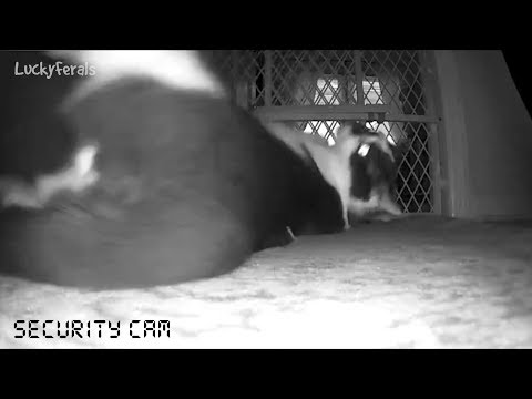 Do Cats Fart? Best Cat Fart Ever Caught On Camera