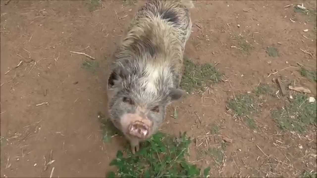 pig eats bacon YouTube