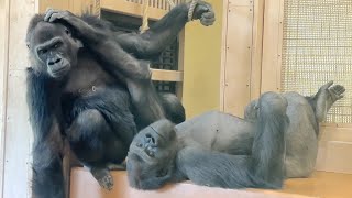 Male gorilla jealous of seeing his sister playing with himKiyomasa and Ai