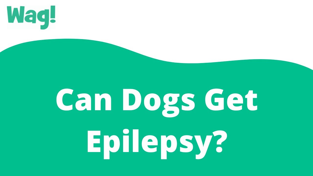 Can Dogs Get Epilepsy? Wag! YouTube
