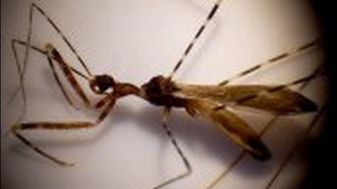 Thread-Legged Assassin Bug
