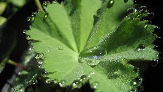 Lekovite Biljke Za Ginekološko I Reproduktivno Zdravlje