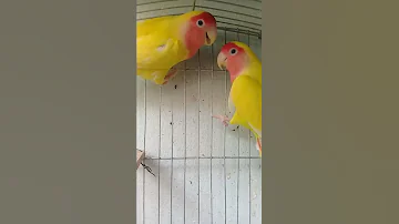 تغريد ذكر الروز 