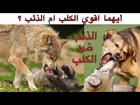 ايهما اقوي الكلب ام الذئب وما هو الفرق بينهما