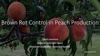Brown Rot Control in Peach Production
