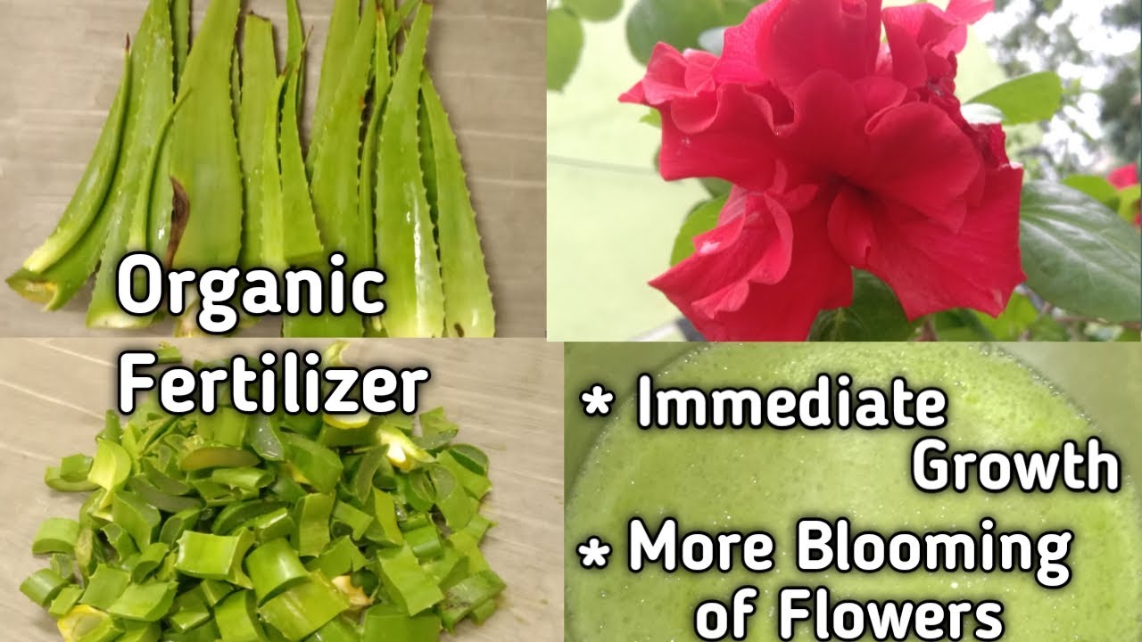 Best Natural fertilizer from Aloe vera for all plants Homemade manure