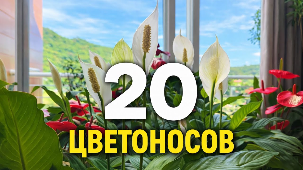 20 Цветоносов Спатифиллума! Что я Изменила в Подкормке?