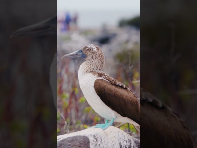 Extraordinary destinations deserve an extraordinary experience.  #celebritycruises #galápagos