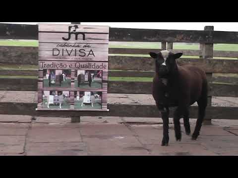 LOTE 27 - JM DA DIVISA NC 240