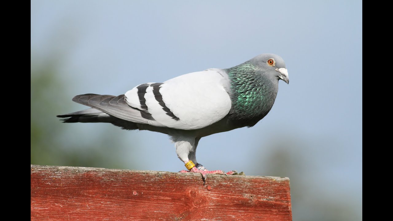 Racing Pigeons the 2021 race team prepare.