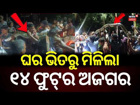 14-Foot Giant Python Rescued in Kendrapara, Odisha | Forest Department Takes Action | Odia News
