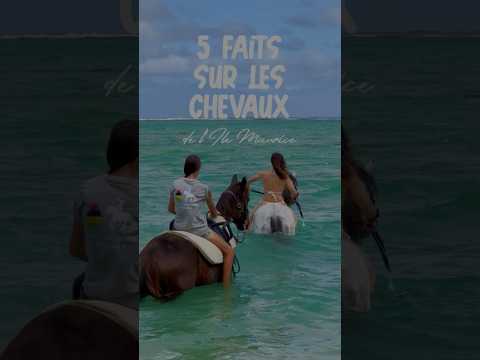 5 faits sur les chevaux à l’île Maurice 🌴✨