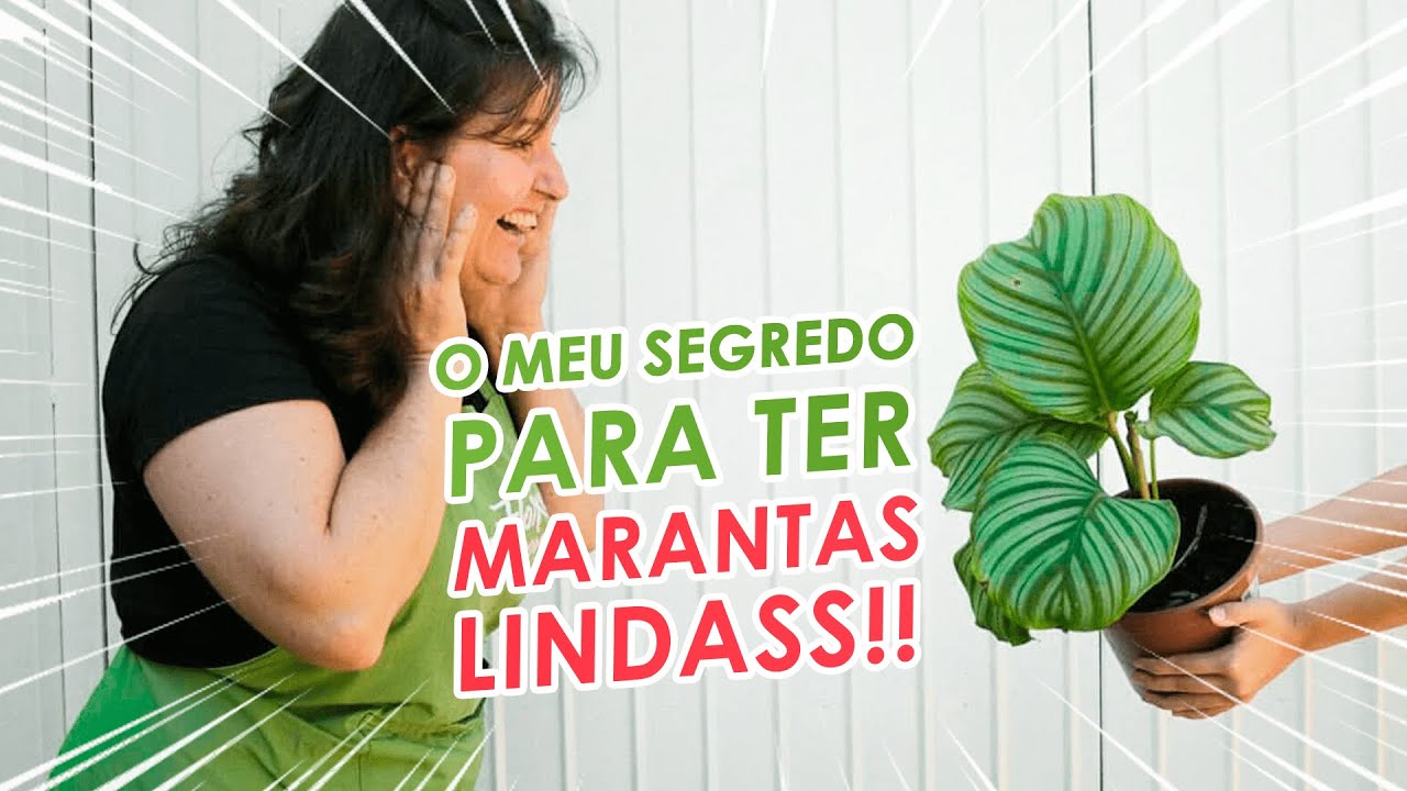 Quais são os CUIDADOS com a MARANTA ORBIFOLIA