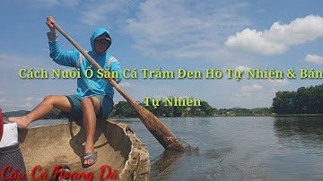 Hướng Dẫn Cách Nuôi Ổ Câu Cá Trắm Đen Tự Nhiên Cực Kỳ Hiệu Quả | Câu Cá Hoang Dã