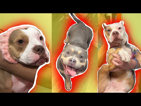 ჩემი გოგოები გრუმინგზე წავიყვანე!